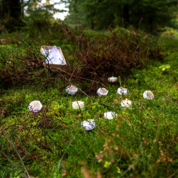 Fyrfadslys af rapsvoks - 10 stk., uden duft