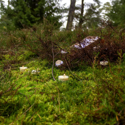 Rapeseed tealights - 10 pcs, unscented